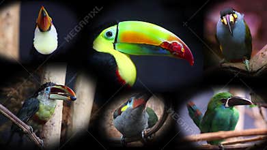 Portraits of Toucans, Collage - 4K Video