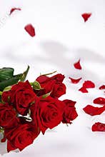 Red roses and falling petals
