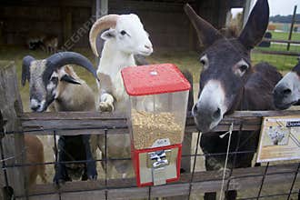 Red Petting Zoo Dispenser Holds 50 Cent Feed for Hungry Animals