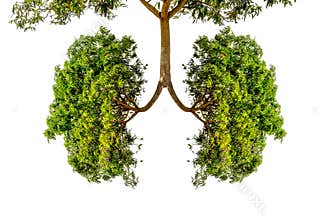 Green tree lungs