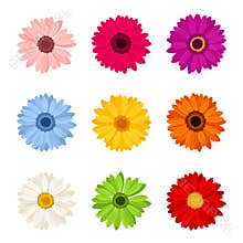 Set of colorful gerbera flowers. Vector illustration.