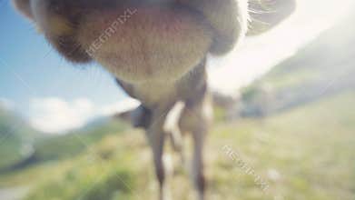 Beautiful domestic animal is grazing the grass in the mountains, than cow smelling the camera. Several other gazing cows