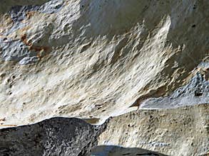 Tree Bark Texture