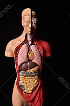 Look inside body, human anatomy