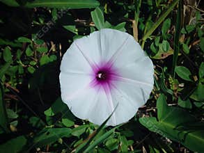 Fresh Blooming Flower Of Sweet Potato Or Ipomoea Batatas Grow Wild In The Fields