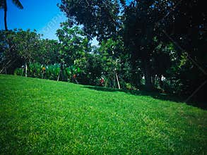 Wide Green Lawn Uphill Of The Garden On A Sunny Day At Tangguwisia Village