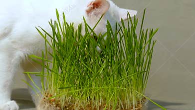 White cat eats wheat sprouts