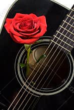 Red rose inside old black acoustic guitar