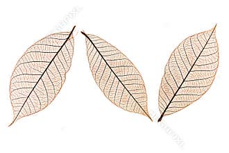 Three leaves