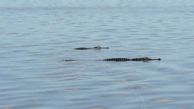 Two alligators swim in a lake.