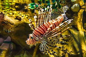 Scorpaenidae, majestic lion fish