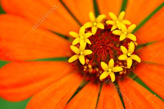 Close Up of Bright Orange Zinnia with Yellow Flowerettes at Center - Sunflower tribe - Daisy family