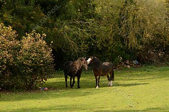 `I`m sorry`  Horses nuzzling each other after a fight