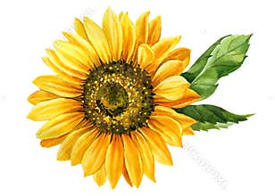 Sunflower isolated on white background, watercolor botanical illustration, hand drawing, yellow flower