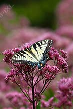 Eastern Tiger Swallowtail - Papilio glaucus - on Joe Pye weed