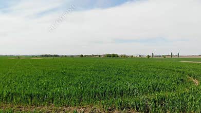 Flight over a field with cereals and flying birds, in an agricultural area in Central Europe