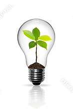 Light Bulb
