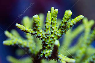 Beautiful acropora sps coral in coral reef aquarium tank.