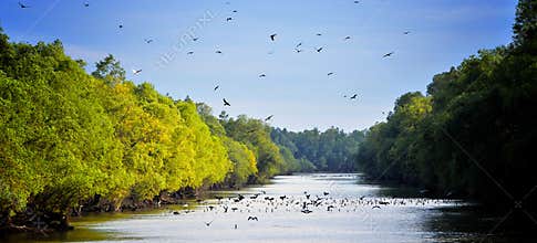 Danube Delta Landscape