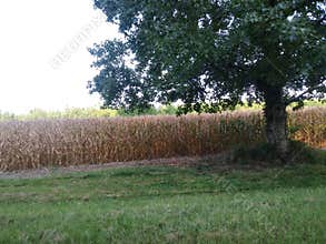 Cornfield behind a tree