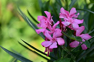 The very pretty colorful summer flower close up