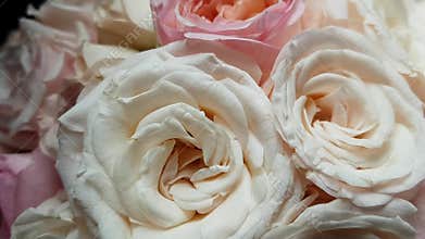 Beautiful large flowers of light roses in a gift bouquet. A romantic gift to a loved one. Valentine`s day, birthday, holiday