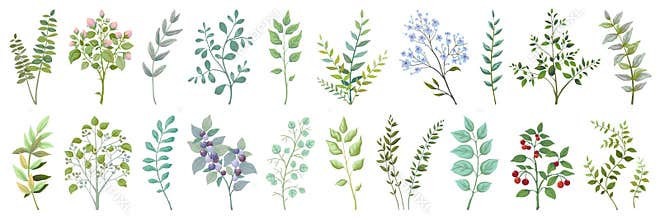 Greenery elements. Leaves branches foliage wedding plants, vintage nature botanical collection. Vector exotic garden