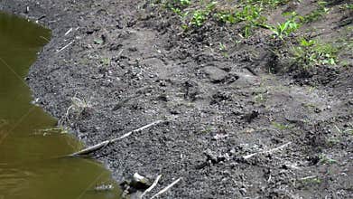 Frog jumps into the green swamp. Slow-motion. frog on nature in water