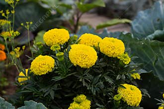 Close-up of beautiful marigold blossom