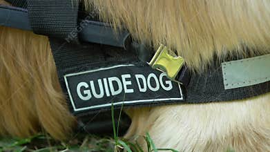 Pet with guide dog inscription on collar lying on grass, specially trained dogs