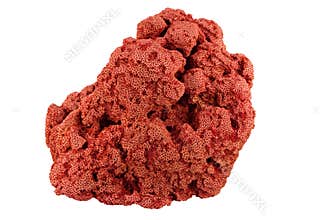 Red Coral
