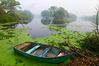 Canoe in lake with moss, Bharatpur, Rajasthan, India