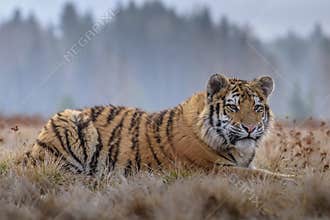Siberian Tiger running. Beautiful, dynamic and powerful photo of this majestic animal. Set in environment typical for this amazing