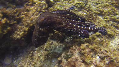Octopus Swimming. Colourful Dangerous Squid Marine Life. Dramatic Colour Camouflage