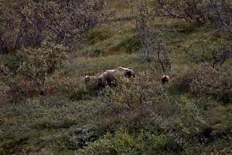 Denali Grizzlies in the fall