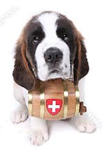 A Saint Bernard puppy with rescue barrel