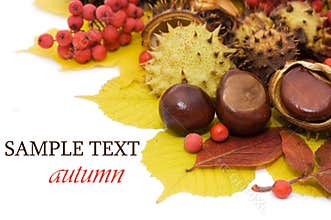 Autumn leaves and fruits