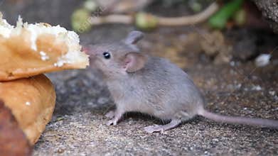 Mice feeding from discarded food.
