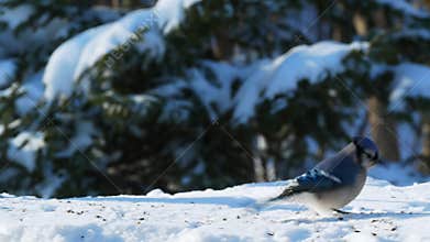 Beautiful bluejay bird on snow eating seeds on a sunny day - corvidae cyanocitta cristata