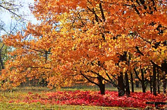 Fall in a park