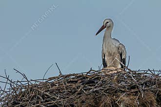 White stork, Ciconia ciconia, family Ciconiidae. Animalia, Chordata, Aves, Ciconiiformes