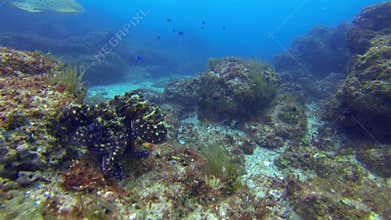 Octopus & leopard shark. Beautiful zebra shark & colourful squid marine life
