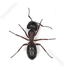 Carpenter ant isolated on white