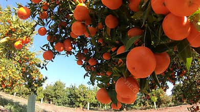 Oranges hanging on branches fruit orchard. Close up of ripe and juicy oranges oe tangerines in fruit plantation. Oranges