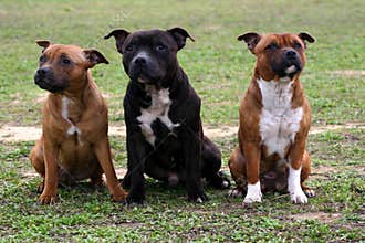 Three staffordshire