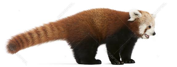 Young Red panda or Shining cat, Ailurus fulgens