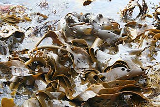 Ocean Kelp