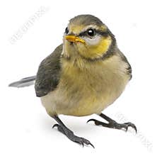 Blue Tit, Cyanistes caeruleus, 23 days old