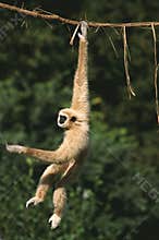 GIBBON A MAINS BLANCHES hylobates lar