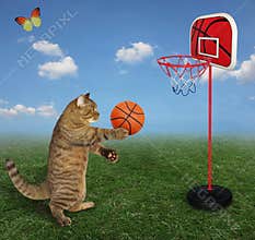 Cat plays basketball in meadow 2